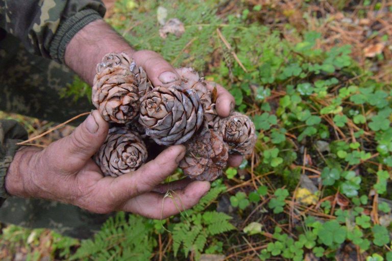 В Югре сняли запрет на посещение лесов
