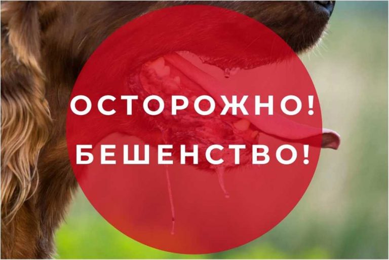 Памятка по профилактике бешенства 