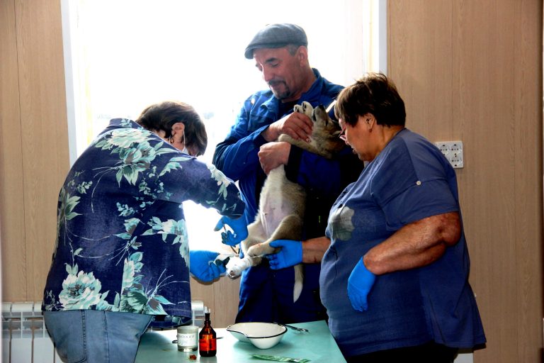 Клавдия Собянина: «Окружайте себя привитыми питомцами»