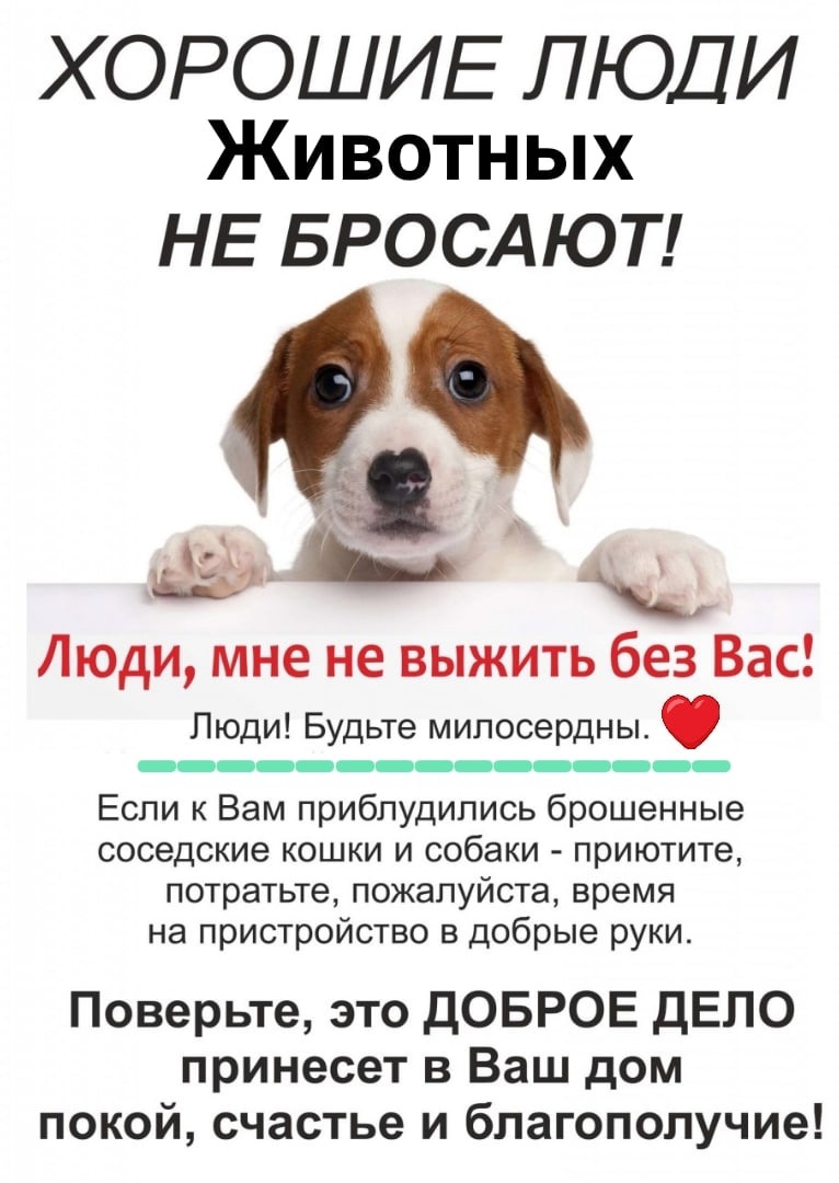 Хорошие люди животных не бросают