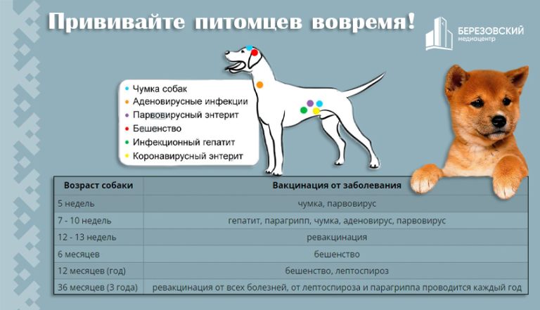 Прививайте питомцев вовремя!