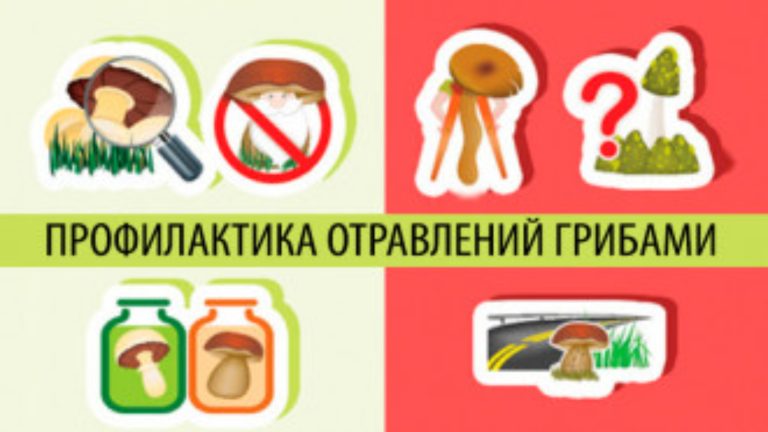 Роспотребнадзор информирует о мерах профилактики отравления грибами