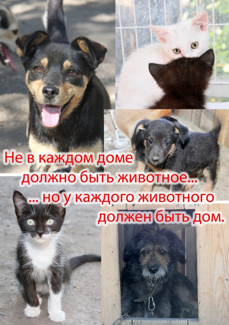 Обязанности владельцев домашних животных
