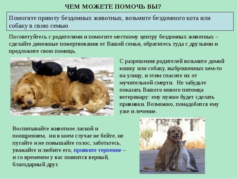 Помогите приюту бездомных животных