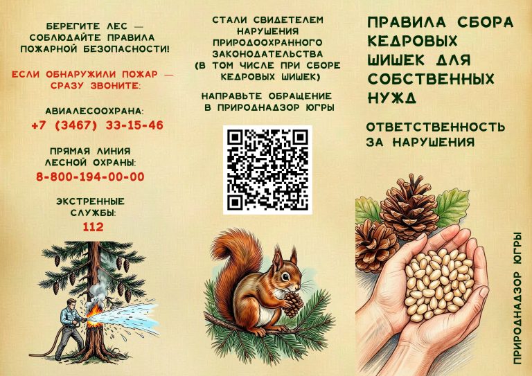 Правила сбора кедровых шишек