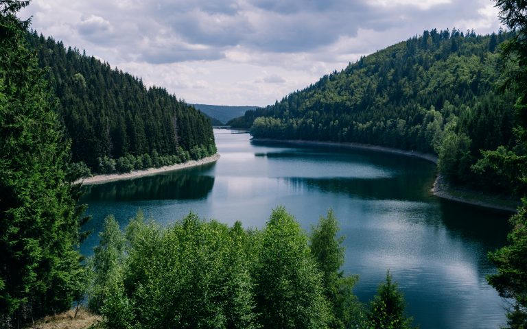 Лес — это храм природы