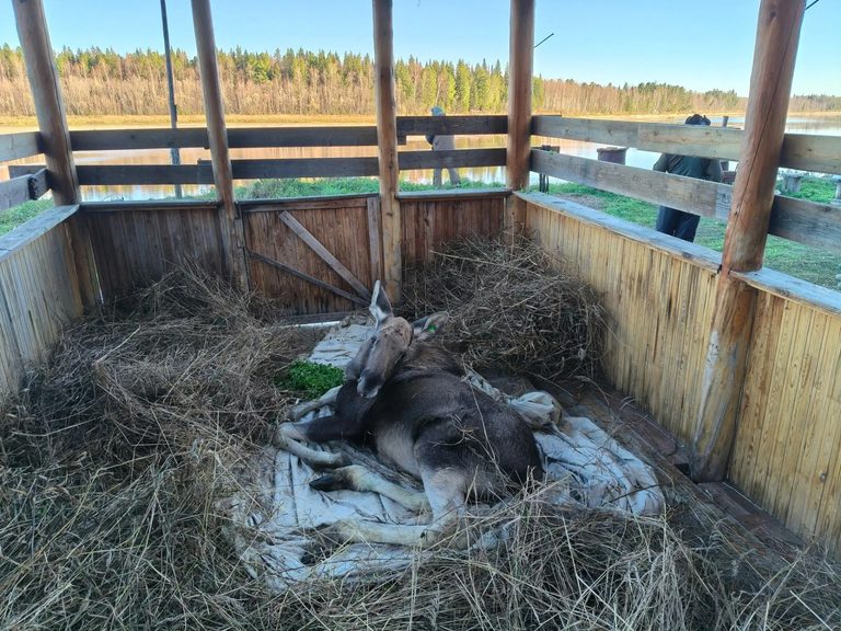Люся снова в лесу: как доброта людей подарила лосихе второй шанс